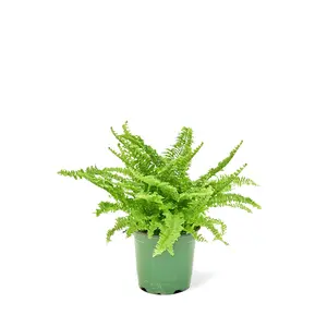 Boston Fern, Small