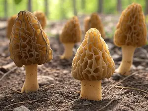 Morel Mushroom Spores in Sawdust Seed Grow Large Kit From WV makes 100 gals