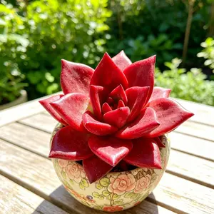 Echeveria Agavoides ‘Romeo Rubin’ Rare Succulent – Vibrant Red Rosette, Easy Care Live Plant, Bare Root Shipping, Indoor Plant Decor, Beginner Friendly