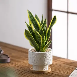 LZ07 / 4 Inch Pot Golden-edge Snake Plant Live Plant (Sansevieria Trifasciata), Upright Stiff Green Leaves With Distinct Pale Golden Leaf Edges, Drought-Tolerant Low-Maintenance Tropical Houseplant for Desks, Windowsills & Compact Indoor Spaces
