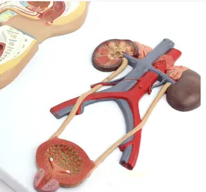 Human Male Pelvis Anatomy Model for Medical Teaching