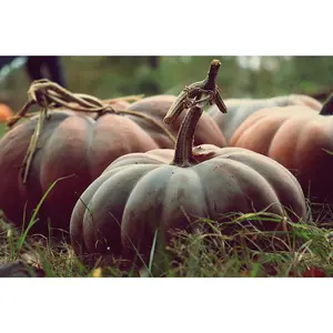 Musquee de Provence Open Pollinated Pumpkin Seeds - Rare Heirloom Variety (Cucurbita moschata)