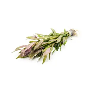 Limnophila Aromatica