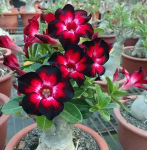 5 Rare Desert Rose Flowers Seeds