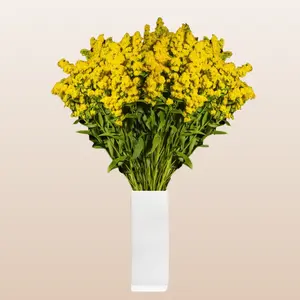 Fresh Solidago Golden Glory - 10 Stems per Bunch Bulk Bright Yellow Filler Flower for Arrangements 60cm-80cm Sizes Natural Clear Sleeve No Vase Included