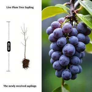 2026 Hot Trend Live Grape Seedlings,Hardy Fruit Tree Vines,Seedless Sweet Grape Plants,Potted & Outdoor Planting,Cold Resistant,Fast Growing,High Yield,Juicy Fruits,Perennial Orchard Shrubs for Backyard,Patio,Farm,Home Food Gardening,Easy Care Beginner