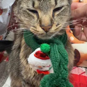 Just Try 2PCS Cat Grass Treats with Salmon & Catnip | Hairball control and Training treats | Teeth cleaning snack Reduce plaque  (13.4oz, Salmon & Catnip Flavor)