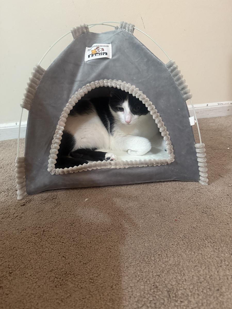 Item: Gray Plush-Lined Cat Tent, L(within 15 pounds)