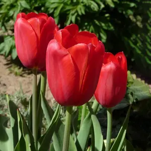 200+ Red Matador Jumbo Tulip Seeds: Heirloom, Decorative Garden Seeds for Indoor and Outdoor Planting