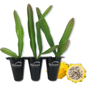 Yellow Dragon Fruit Tree - Live Tissue Culture Starter Plants - Selenicereus Megalanthus - Edible Tropical Fruit Plant from Florida