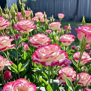800 Pcs Prairie Gentian Lisianthus Seeds Pack – Decorative Flower Seeds for Backyard Gardens, Outdoor Flower Beds, Patio Containers and Landscape Garden Borders, Seeds Only Not Live Plants
