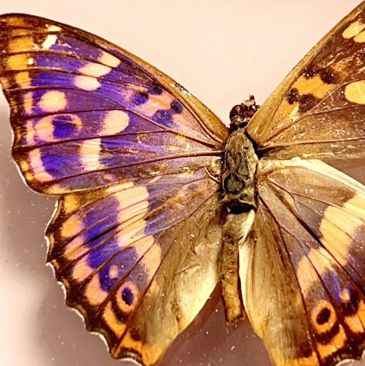 Gorgeous Violet and Amber Framed Butterfly