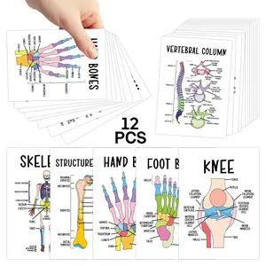 12pcs Bone Anatomy Flashcards, Human Skeleton Diagram Cards - Interactive Learning with Labeled Bones Chart for Medical Students, Doctors, Nurses - Bone Anatomy Study Cards, Nursing Flashcards