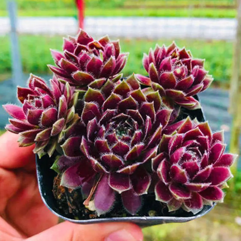 Purple Rose Succulent, Symmetrical Rose-Shaped Rosette Foliage, Vibrant Cool-Season Pigmentation, Low-Maintenance Frost Hardy Perennial Specimen, Sunny Windowsills & Patio Container Displays