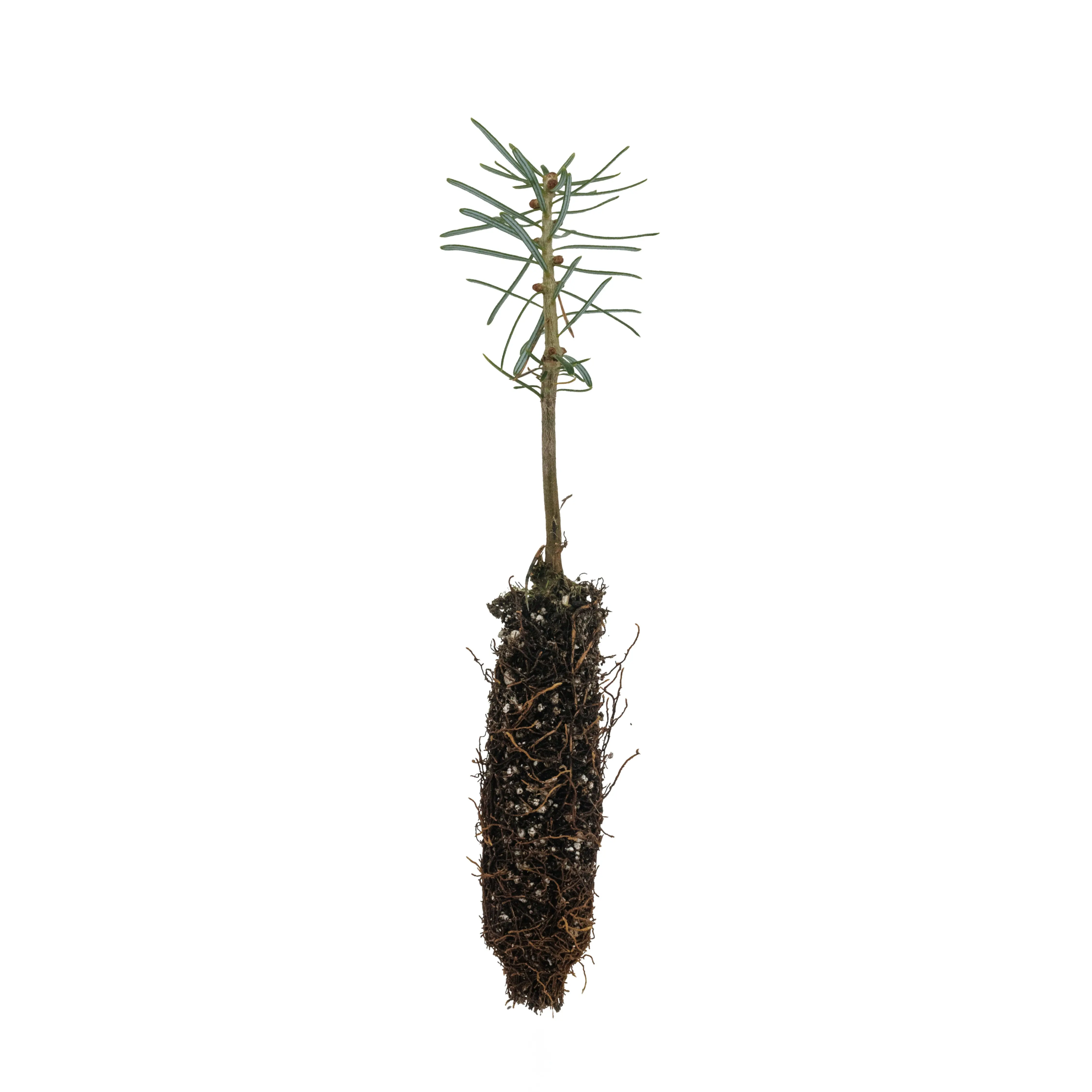 Balsam Fir | Small Tree Seedling
