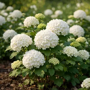 Snowball Seeds – Decorative Flower Seeds for Garden, Easy Grow Outdoor Plants