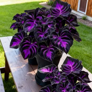 Hosta Seeds 800 Perennial with Deep Foliage for Bold Garden Shade Maintenance Easy Care Ideal for Borders Under-Tree Areas and Shaded Pathways