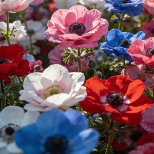 High Germination Mixed Anemone Seeds | Perennial Colorful Garden Flowers