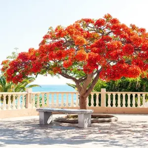 10 Seeds Delonix regia - Royal Poinciana Flamboyant Flame Tree
