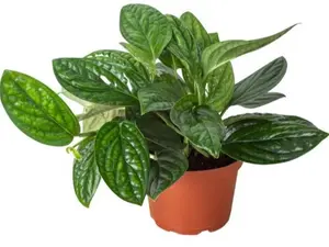 4" Monstera Peru Plant