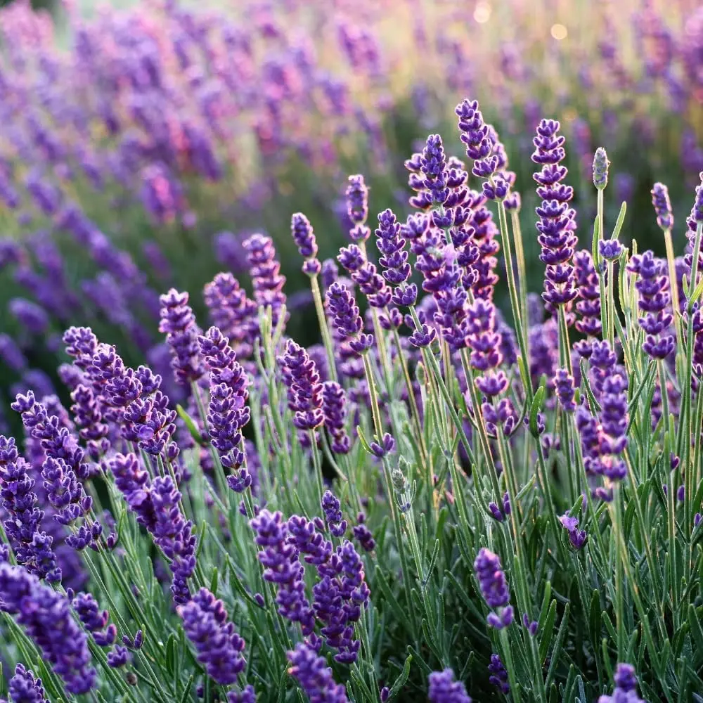Purple Lavender Plant Live 4-6 Inches