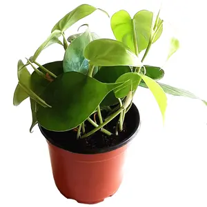 4“ Heartleaf Philodendron/Philodendron cordatum – Houseplants/Foliage plants/Trailing Plants/Vining plants/Home Décor