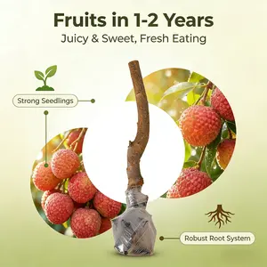 Sweet Lychee Tree Seedling – Easy to Grow Tropical Fruit Tree for Home Garden & Backyard