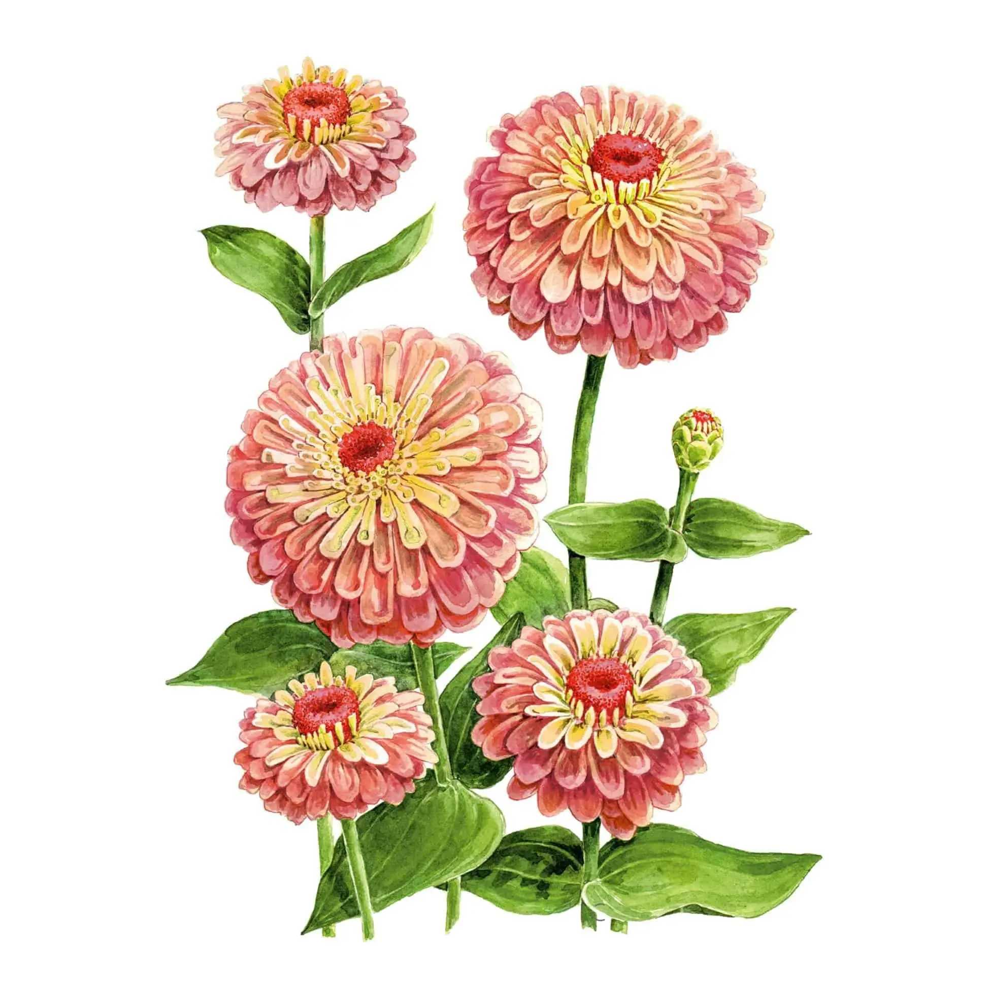 Queeny Lime Red Zinnia Flower Garden Seeds, Pollinator Garden Compatible, Grow-at-Home Flowers for Home Supplies