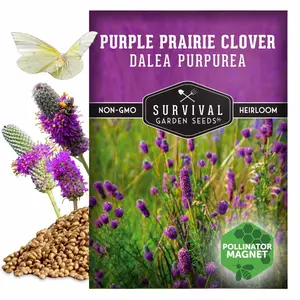 Purple Prairie Clover Seeds – Native Nitrogen-Fixing Wildflower for Pollinators, Soil Health & Prairie Restoration