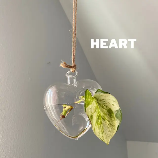 Clear Glass Propagation House Plant Hanging Terrarium