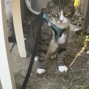 Escape Proof Cat Harness & Leash (6-13 lbs) Adjustable Reflective Soft Mesh Vest for Easy Safe Walks with Leash Included, Back to School, Also Suitable for Small Dogs