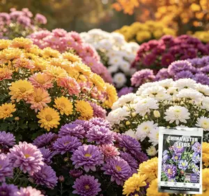 600 Pcs Mixed China Aster Seeds, USA Made, Non-GMO Heirloom, Easy Grow Round Double Blooms for Garden Border & Backyard Landscape