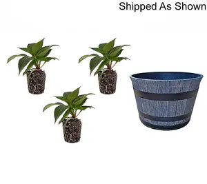 Roberta's 3Pc SunPatiens Live Plants With Whiskey Barrel Planter