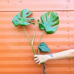 Monstera Deliciosa Cutting Tropical Split Leaf Plant | Indoor & Outdoor Live Houseplant | Rooted Easy Care Starter Plant