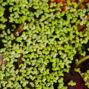 Duckweed (Lemna minor) – 25-50 Live Floating Plants for Aquariums, Ponds, and Bioactive Water Features