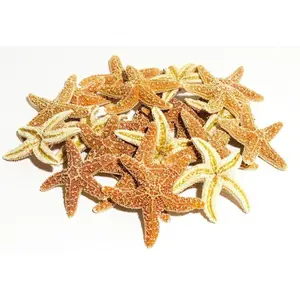 Sugar StarFish Sea Shell Wedding Real Craft 2" - 3" (20 pcs) #JC-56