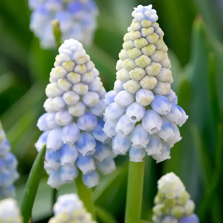 Vibrant Grape Hyacinth Flower Bulbs, Hardy Perennial Garden Bulbs, Dainty Bell-Shaped Bloom Clusters, Ideal for Lawn Edging & Rock Garden Planting for US Home Gardeners