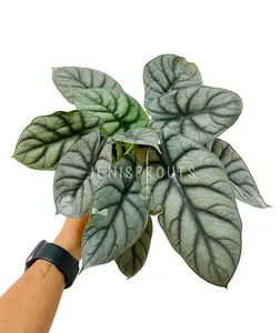Alocasia Silver Dragon Pot 4" - Houseplant - Tropical Foliage