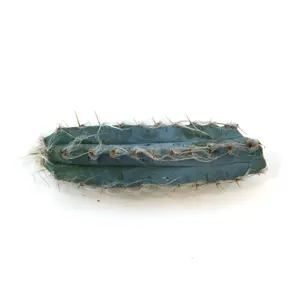 Blue Torch Cactus Cuttings ‘Pilosocereus pachycladus’