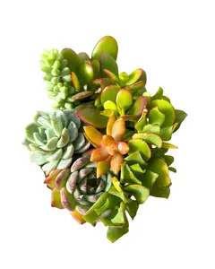 4" Succulent Garden – Live Plant