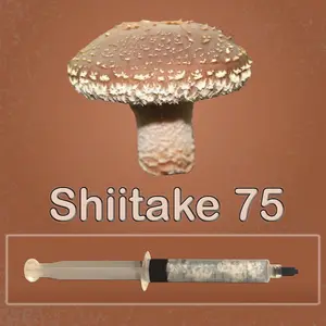 Shiitake Mushroom Liquid Culture