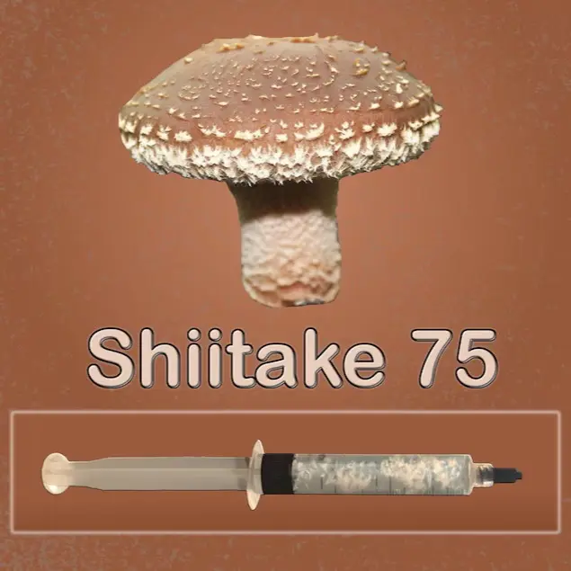 Shiitake Mushroom Liquid Culture Shiitake Mushroom Liquid Culture