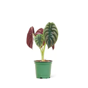 Alocasia 'Red Secret', Small