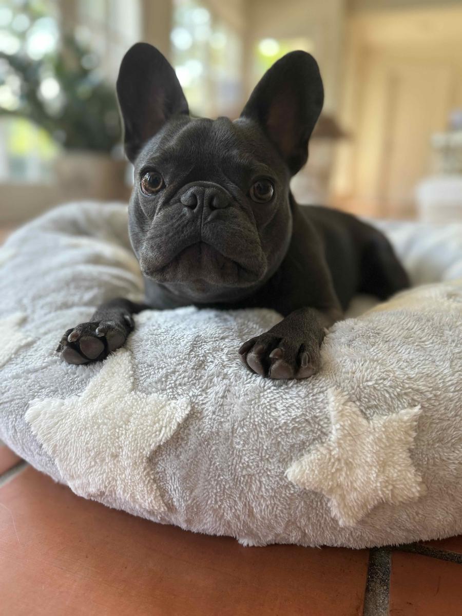 Item: Galaxy Grey, M (30x30x8)