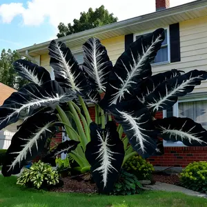 800Pcs Hosta Seeds – Hardy Perennials That Thrive with Minimal Care