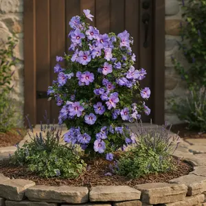 Blue Hibiscus Flower Seeds Hardy Rose of Sharon for Vibrant Garden Decor Soft Blue to Lavender Blooms Cold Hardy Shrubs for Outdoor Landscapes