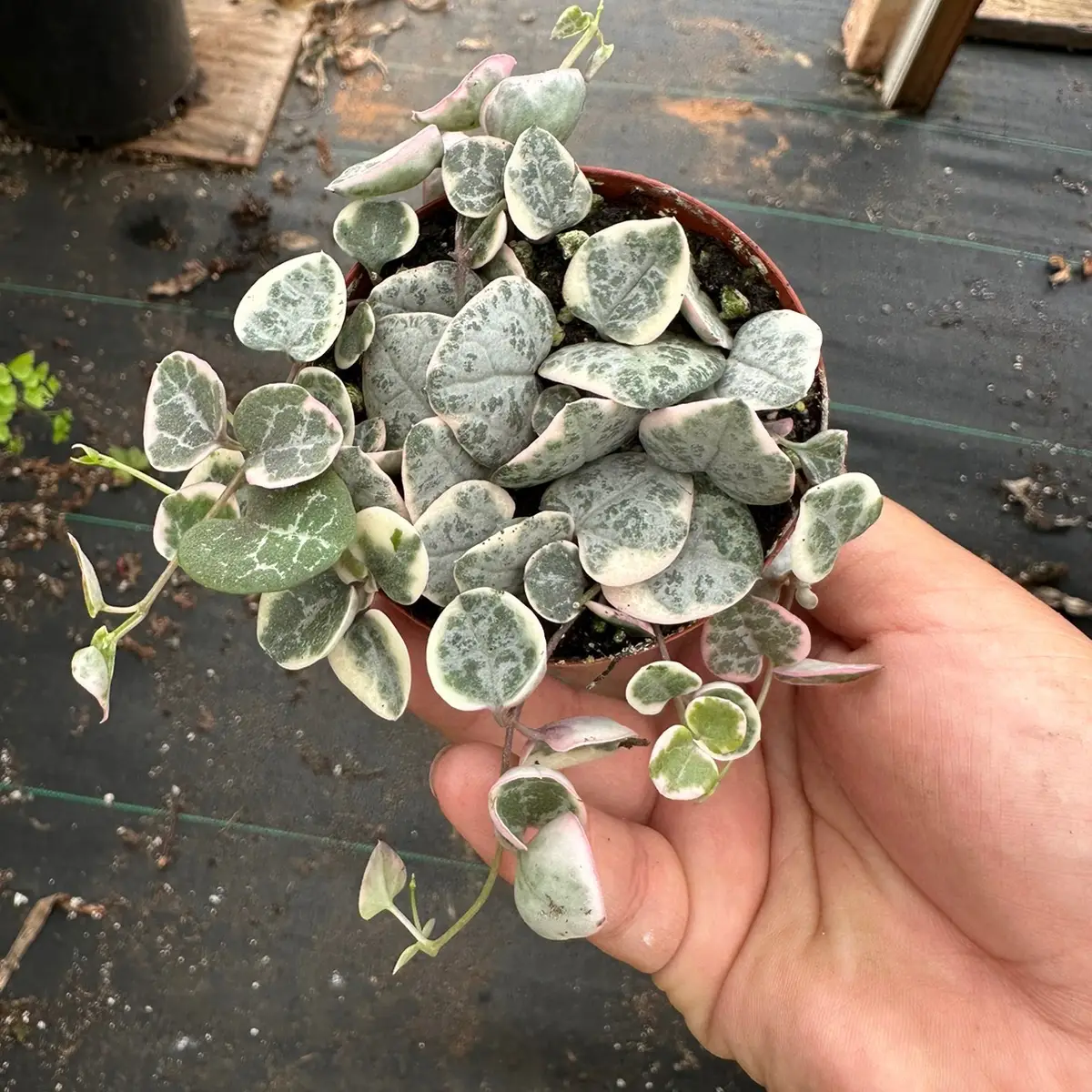 2” variegated string of hearts plant
