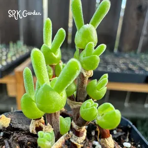 Monilaria moniliforme, Rabbit Succulents 20 seeds