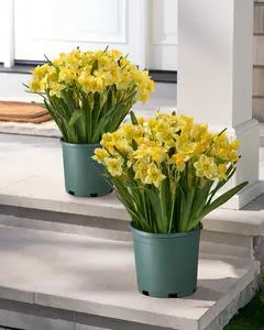 Yellow 24" Golden Daffodil Pot Filler, Set of 2, Width 16", Unlit by Balsam Hill