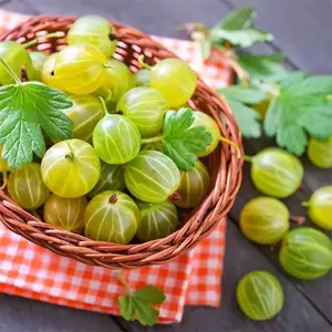 Phyllanthus Acidus Seeds West Indian Gooseberry Seeds, Starberry Seeds - Self-Fertile & Good for Wildlife - Rare Tropical Exotic Fruit